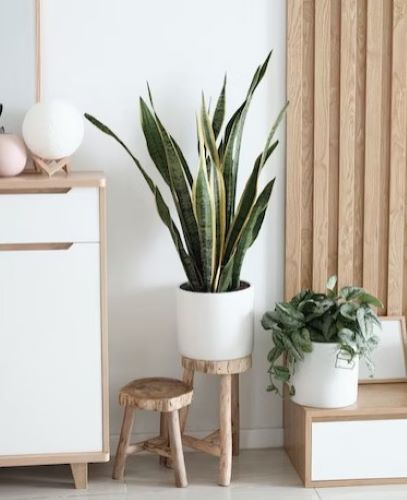 Plants can improve indoor air quality.