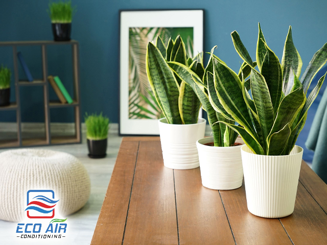 Plants Indoor Air Quality Maintenance